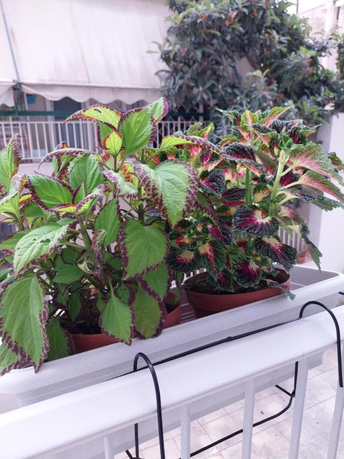 Athens Lovio Apartment מראה חיצוני תמונה
